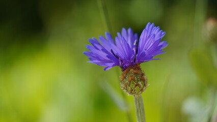 Blue flower Knapweeds Centaurea cyanus among flax in the field.