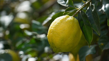 Fruit of lemon, on the branch. Bunches of fresh lemons on lemon tree in a garden
