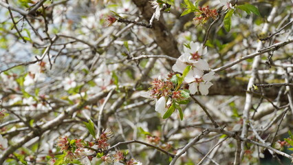 Cluster of almond blossoms in full bloom. Israel