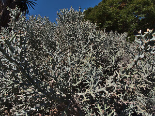 Closeup view of an Euphorbia stenoclada plant, native to Madagascar, with strongly branched leaves and a pattern of light and shadow on sunny day.