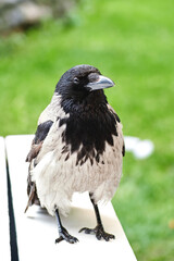 Curious crow in search of food sits on a wooden table. Wild animals close to the human