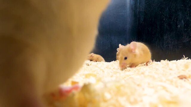 Pet mice of different colors in a container. Mouse bustle. Domestic mice