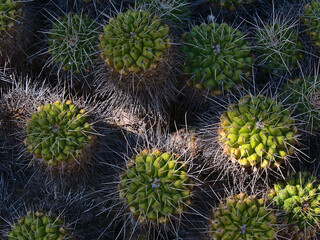 High angle close-up view of a mother of hundreds cactus (Mammillaria compressa), native to northern Mexico, in the shadow with green plant bodies.