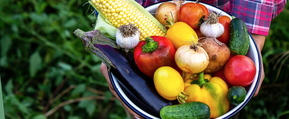woman in the garden with vegetables in her hands. selective focus.