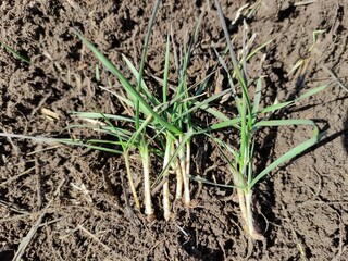 onion in the ground