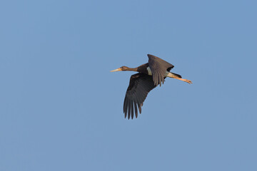 one black stork (ciconia nigra) in flight in blue sky