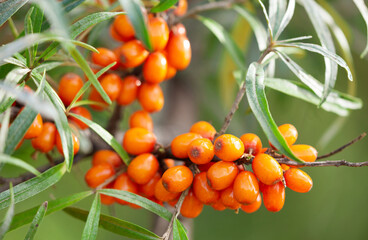 ripe sea buckthorn berries in a garden