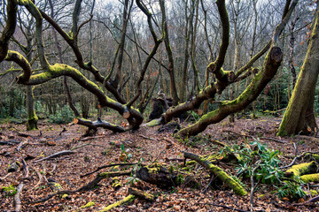 Moss covered trees in Platt near Tonbridge, Kent