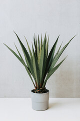 A green plant in a gray pot against a light wall. Interior landscaping. Stylish interior