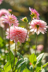 Pink and white bloom flowers. Flower aster flowering on green blurred garden background.  Nature.