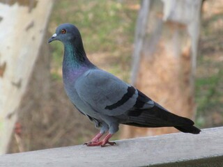 pigeon sitting on the stone
