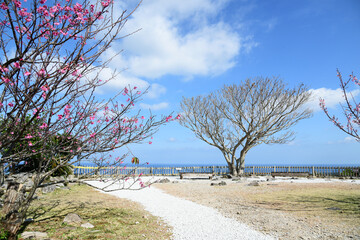 桜が咲く庭園