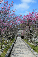 Fototapeta premium 桜が咲く庭園