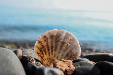 Seashell stuck in pebble, warm colors pebble beach coast and shell, vacation concept, front view, blurred photography, selective focus