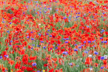 Fototapeta premium Red poppies and cornflowers on a green field in Tuscany (Selective Focus)
