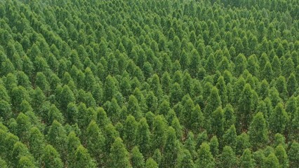 Eucalyptus plantation in asia. Forestry silviculture in future farmer innovation, Land development for cultivation. Small gumtree SME business in rural with flying POV aerial point of view woodland.