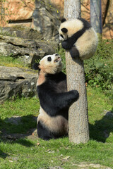 young panda climbing a tree under the supervision of his mother