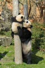 young panda climbing a tree under the supervision of his mother