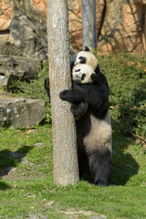 Obraz premium young panda climbing a tree under the supervision of his mother