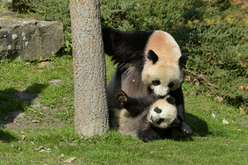 young panda under the supervision of his mother © AUFORT Jérome