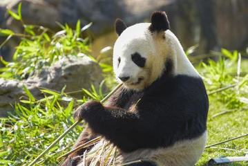 Fotobehang vrouwelijke panda die bamboe eet © AUFORT Jérome