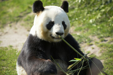 Fototapeta na wymiar female panda eating bamboo