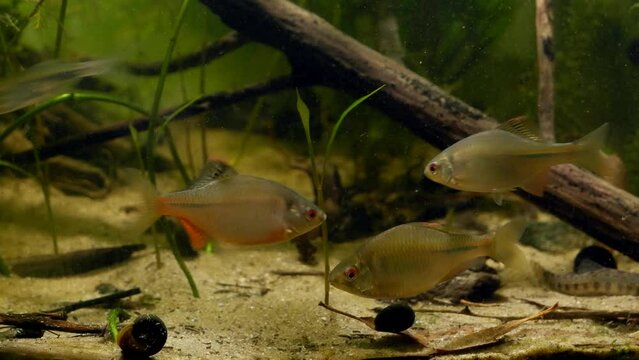 adaptation of European bitterling and sunbleak in planted coldwater river biotope aquarium, adult male show natural behaviour and dominance, captive wild fish, pondweed plant, controlled conditions