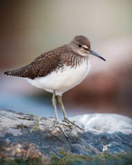 Green sandpiper on a stone