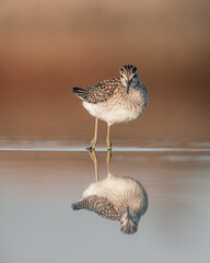 Wood sandpiper on the beach with reflection