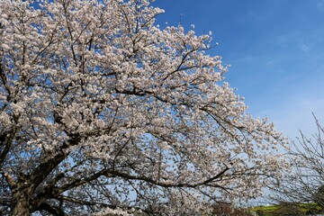 青空に精一杯花を咲かせる古木の桜　春の風景