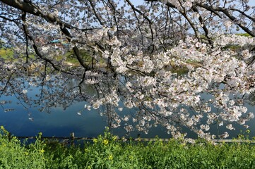 Obraz na płótnie Canvas 川沿いにすてきに咲くさくら　春の風景