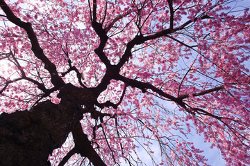 しだれ桜