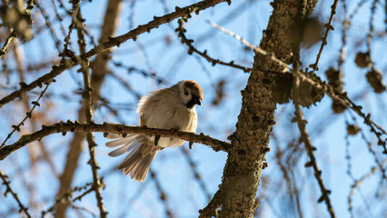 bird in the branches of the winter forest