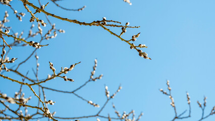 willow branches against the blue sky