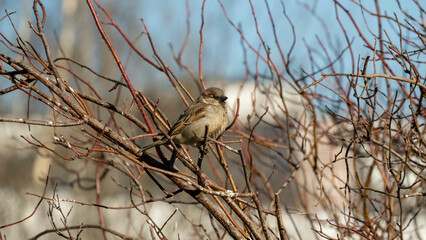 Little brown sparrow in winter tree branches
