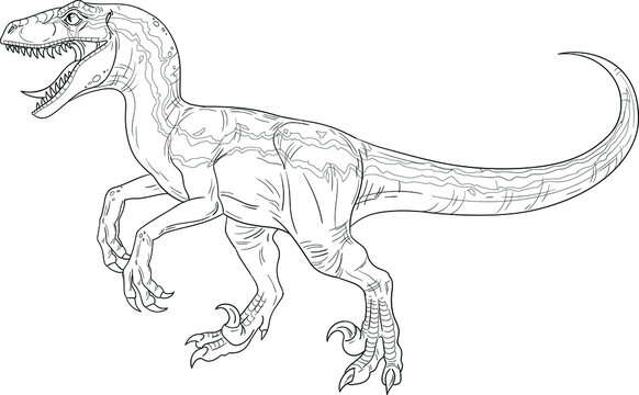 Roaring velociraptor. Jurassic period carnivorous dinosaur. Vector outline isolated