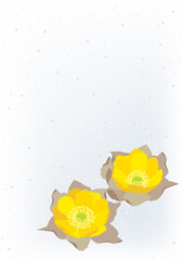 早春の花.福寿草のベクターイラスト