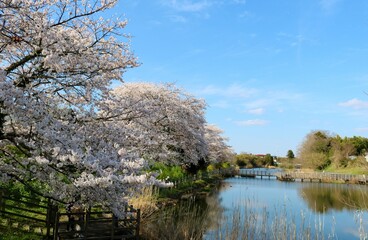 川沿いにすてきに咲くさくら　春の風景