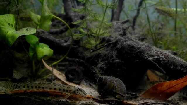 spined loach adult move on sand and dig in substrate bottom at front glass, ninespine stickleback, natural captive wild animal behaviour in European coldwater biotope aquarium, nature explore concept