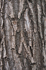 桜の木の表面、テクスチャ