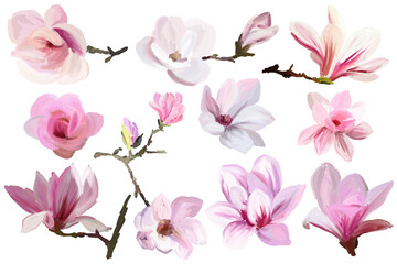 Set of magnolia flowers