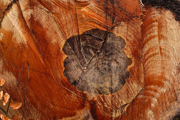 Buche; Rotbuche; Fagus sylvatica; Buchenrotkern; Stammquerschnitt; common beech heartwood;