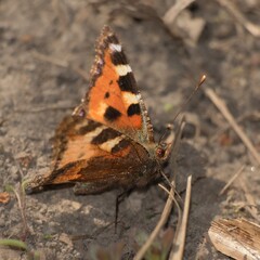 The Eurasian butterfly small tortoiseshell