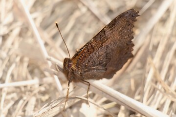 The Eurasian butterfly small tortoiseshell