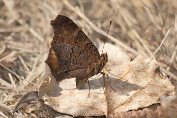 The small tortoiseshell on a dry leaf