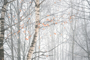 autunno neve foschia nebbia natura arte fotografica 