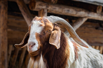 Brown mountain goat in the enclosure of the zoo in the Carpathians.