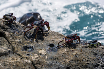 Les crabes