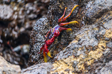 Le crabe