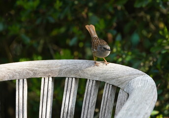 dunnock on garden chair,heckenbraunelle auf gartenstuhl